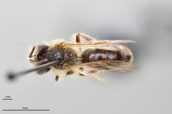 Media type: image;   Entomology 770265 Aspect: habitus dorsal view